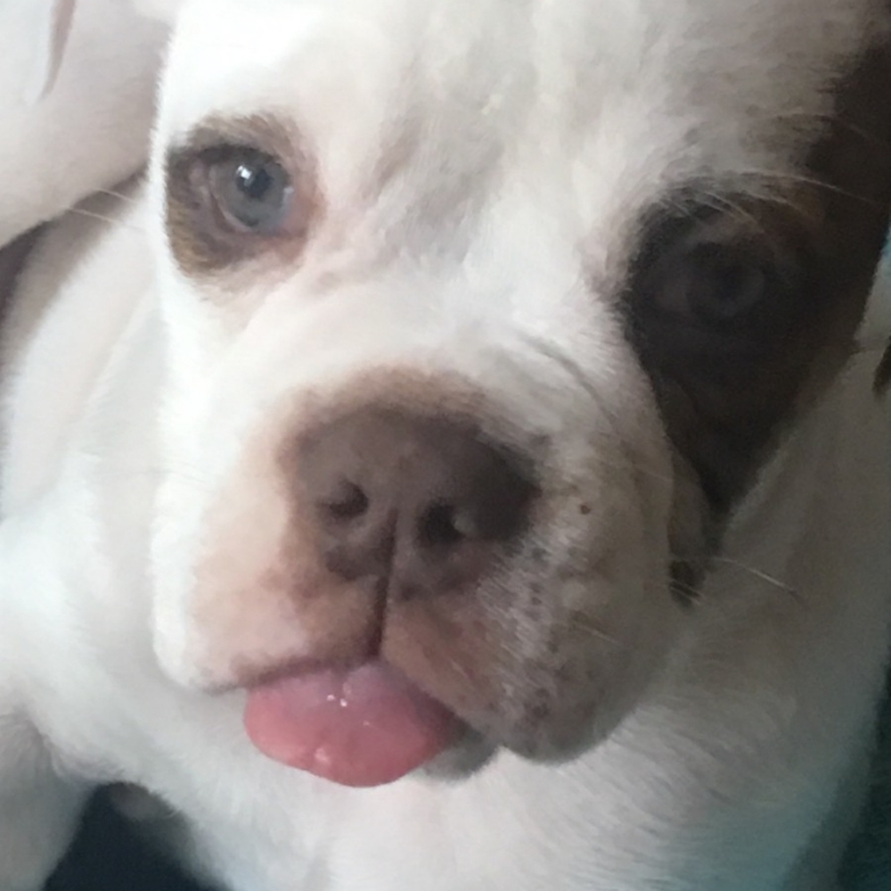 Custom pet portraits